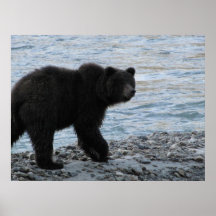 Ours gris chez Dyea Poster