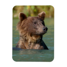 ours gris nageant magnets rectangulaires