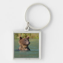 ours gris nageant porte-clef