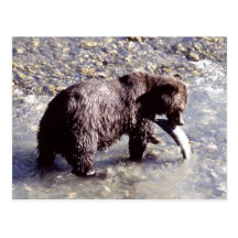 Ours gris pêchant un poisson sur l'île de Vancouve Cartes Postales