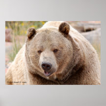 Ours gris poster
