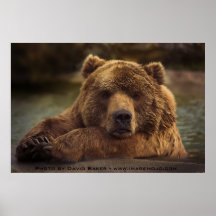 Ours gris poster