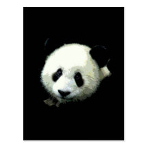 Ours panda cartes postales