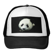 Ours panda casquette