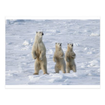 Ours polaire cartes postales