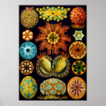 Outres de mer, Ernst Haeckel Affiche