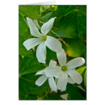 Oxalis fleuri blanc cartes