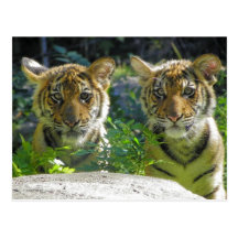 Paires de portrait de CUB de tigre Carte Postale