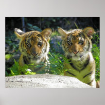 Paires de portrait de CUB de tigre Affiche