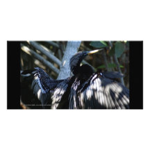 Palétuviers de San Blas d'ailes de Cormorant Cartes De Vœux Avec Photo