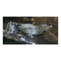Palétuviers Mexique de San Blas de crocodile de bé Photocarte