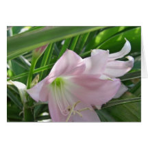 Pâlissez - les lis roses 1 de Crinum Carte De Vœux