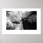 Palmier hawaïen posters