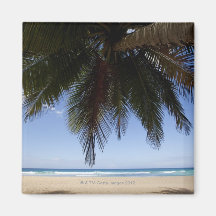 Palmier le long de mer des Caraïbes Aimant