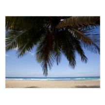 Palmier le long de mer des Caraïbes Cartes Postales