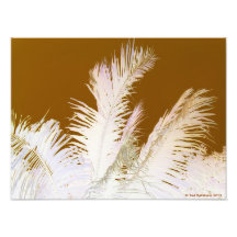 Palmier Photographe