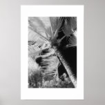 Palmier Poster