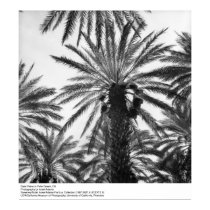 Palmiers dattiers dans Palm Desert par Ansel Adams posters