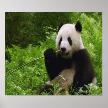 Panda Affiche