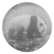 panda assiette