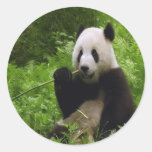 Panda Autocollants