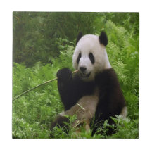 Panda Carreaux