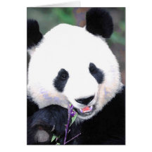 Panda Carte