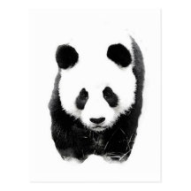 Panda Carte Postale