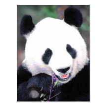 Panda Carte Postale