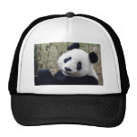 panda casquettes