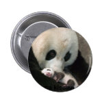 Panda kissing cub badges avec agrafe