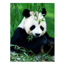 Panda mangeant le feuille cartes postales