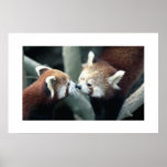 Panda rouge #1 posters