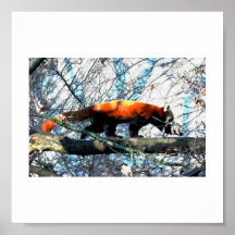 Panda rouge - rôdeur affiches
