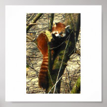 Panda rouge vers le haut d'un arbre posters