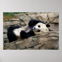 panda somnolent poster