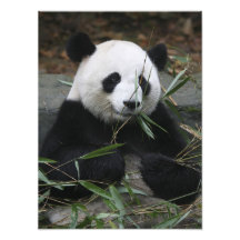 Pandas géants à la protection de panda géant et impression photo