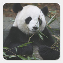 Pandas géants à la protection de panda géant et sticker carré