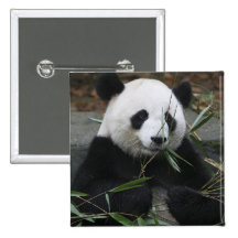 Pandas géants à la protection de panda géant et badges avec agrafe