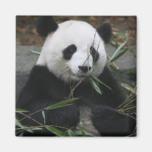 Pandas géants à la protection de panda géant et aimants pour réfrigérateur