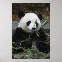 Pandas géants à la protection de panda géant et posters