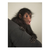 Paniscus rougeaud d'Ateles de singe d'araignée) Cartes Postales