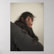 Paniscus rougeaud d'Ateles de singe d'araignée) Posters