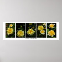 panneau des roses avec la frontière, soleil à l'or posters