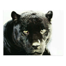 Panthère noire de Jaguar Cartes Postales
