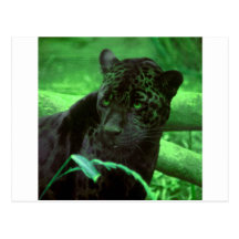 Panthère noire Jaquar sur le vert Carte Postale
