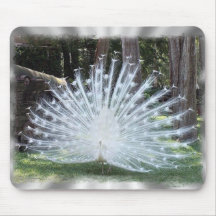 Paon albinos tapis de souris