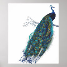 Paon bleu avec de belles plumes de queue affiche