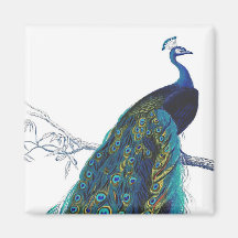Paon bleu avec de belles plumes de queue aimants
