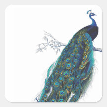 Paon bleu avec de belles plumes de queue autocollant carré